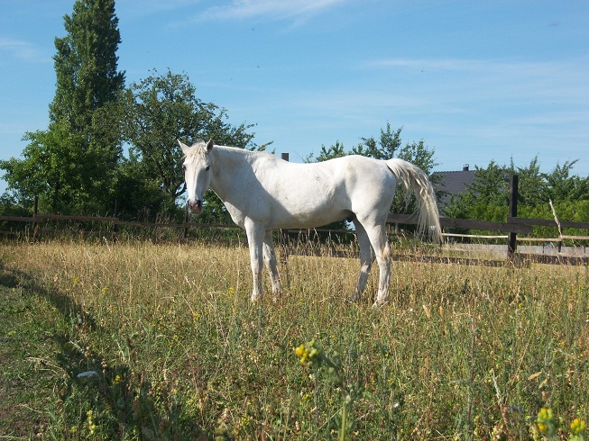 cheval retraite roméo